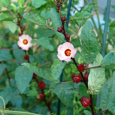 Palm Beach Medicinal Herbs hibiscus calyces closeup highlighting vibrant color
