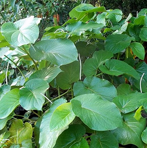 Palm Beach Medicinal Herbs Mexican Pepperleaf seeds for growing fresh hoja santa leaves at home