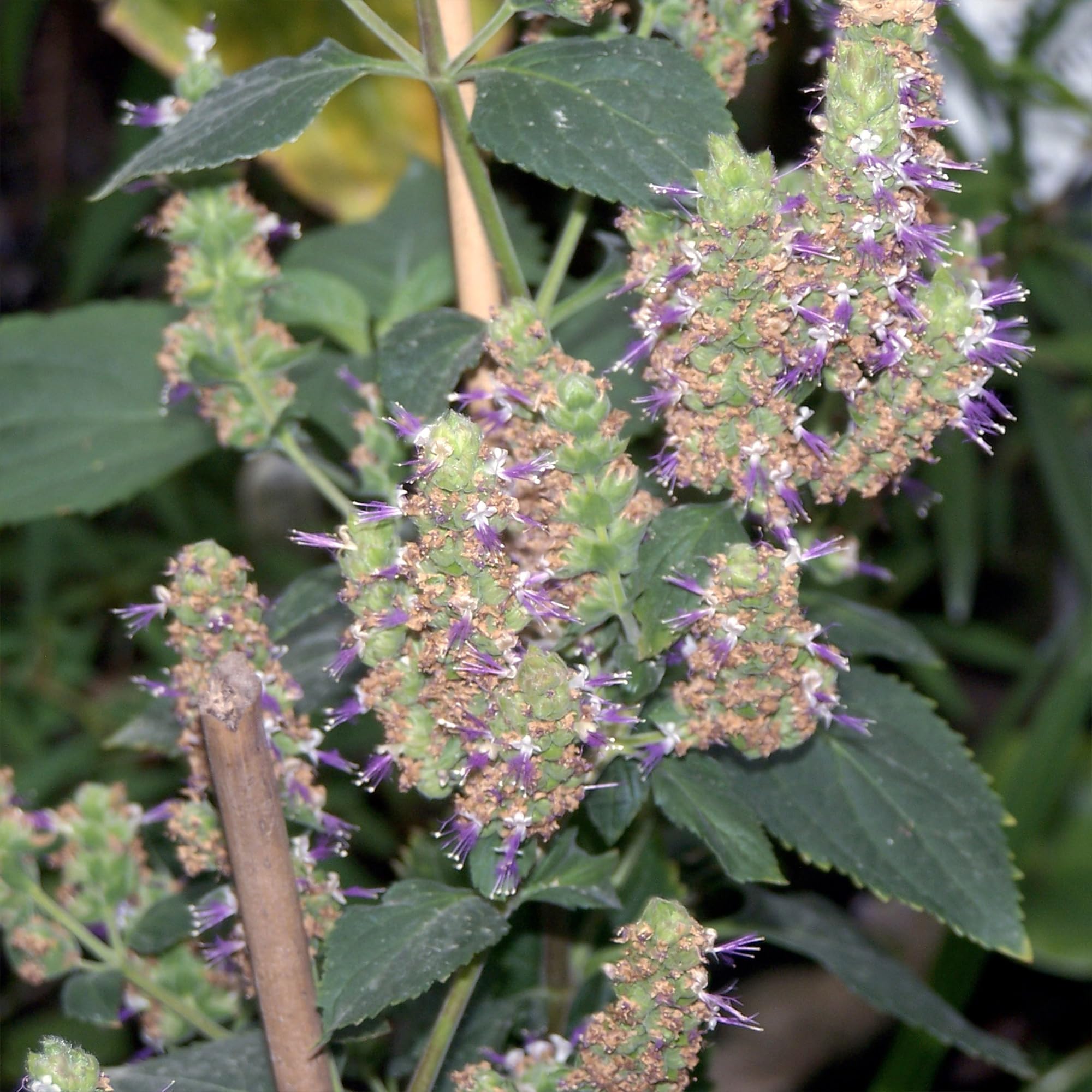 Patchouli essential oil aroma ideal for natural perfumes and blends.
