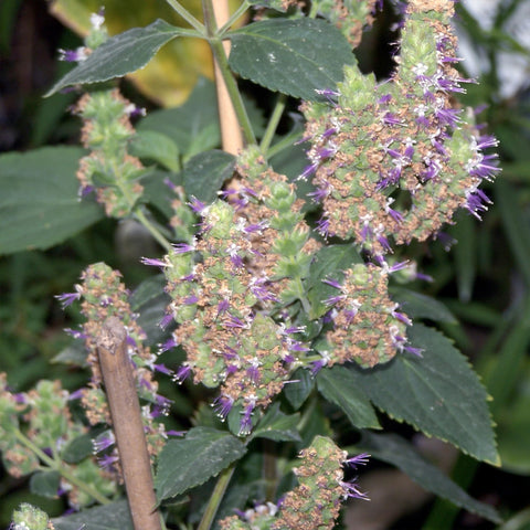 Patchouli essential oil aroma ideal for natural perfumes and blends.