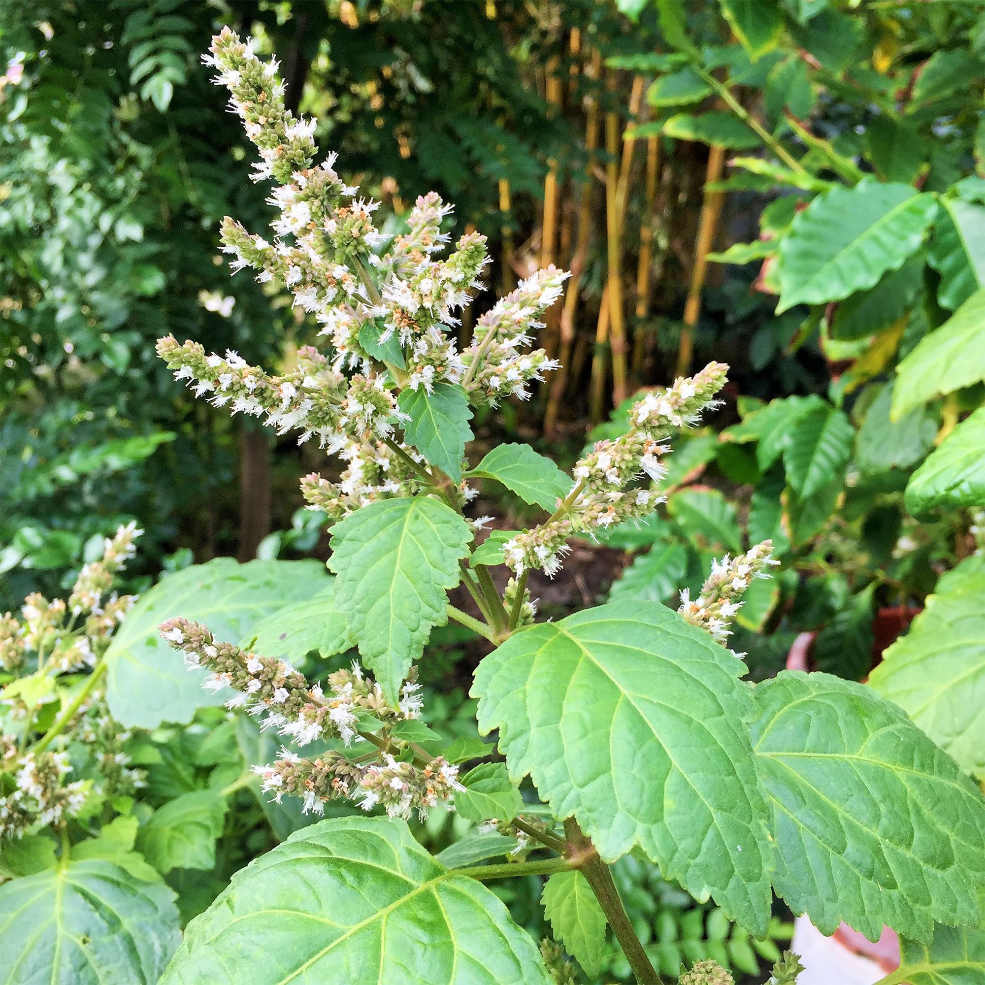 Gift-ready Patchouli seeds set from Palm Beach Medicinal Herbs.