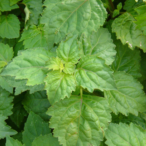 Close-up of patchouli leaves showing earthy scent and lush growth.