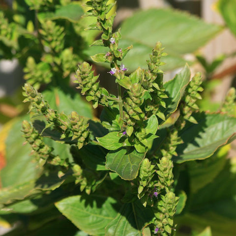 Patchouli leaves as a versatile ingredient for herbal tea blends.