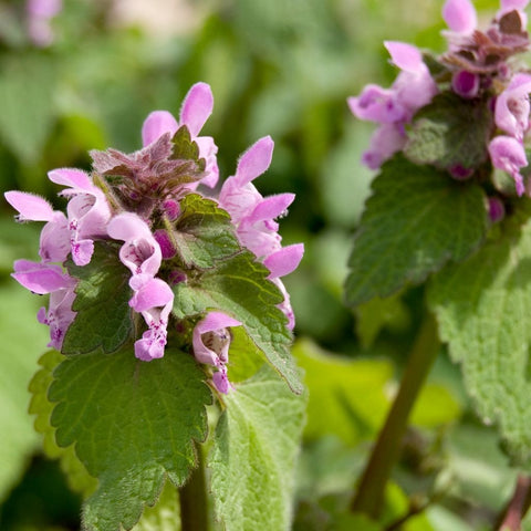 Palm Beach Medicinal Herbs purple dead-nettle seeds for shade gardens and edible ground cover