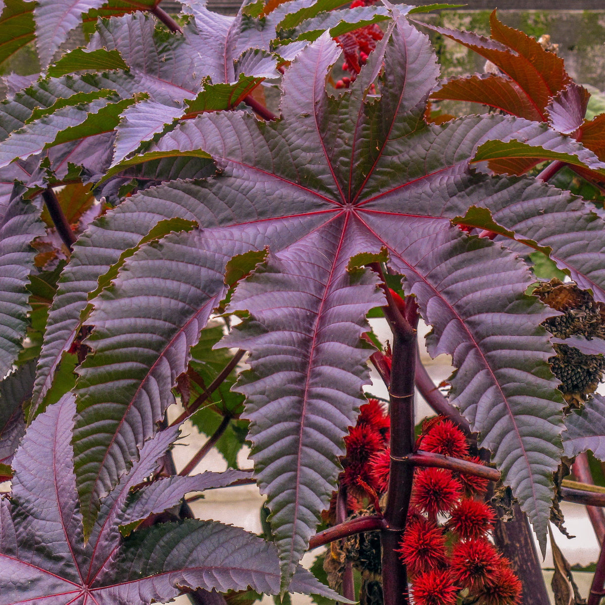 Palm Beach Medicinal Herbs' Red Giant Castor Bean seeds: bold, tropical focal point for landscapes.