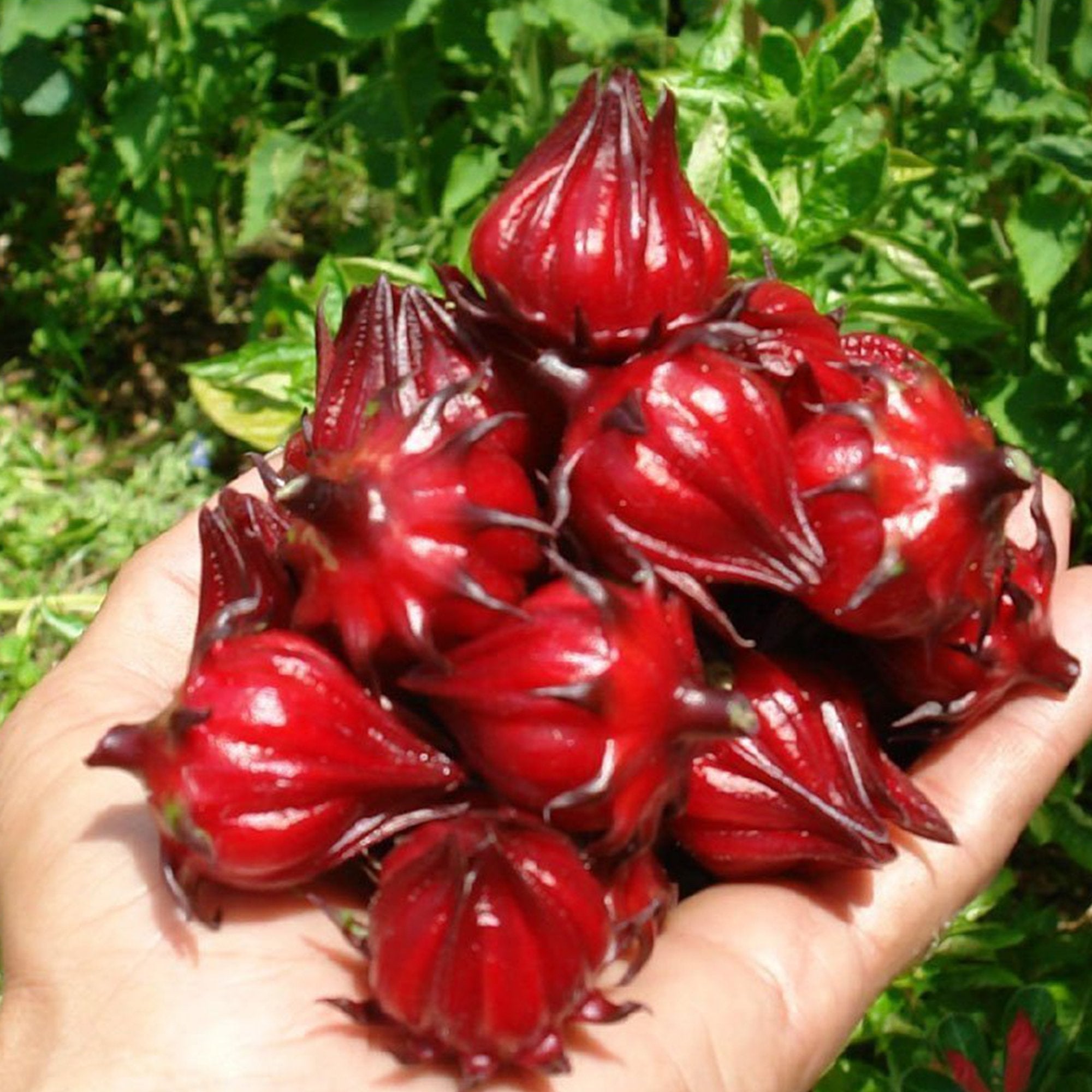 Palm Beach Medicinal Herbs red roselle blooms add tropical flair