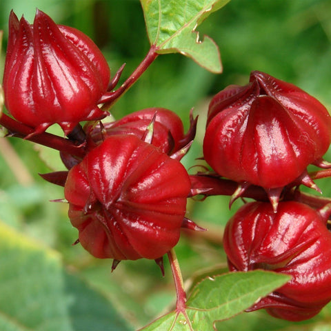Palm Beach Medicinal Herbs Red Roselle seeds pack for home garden and tea