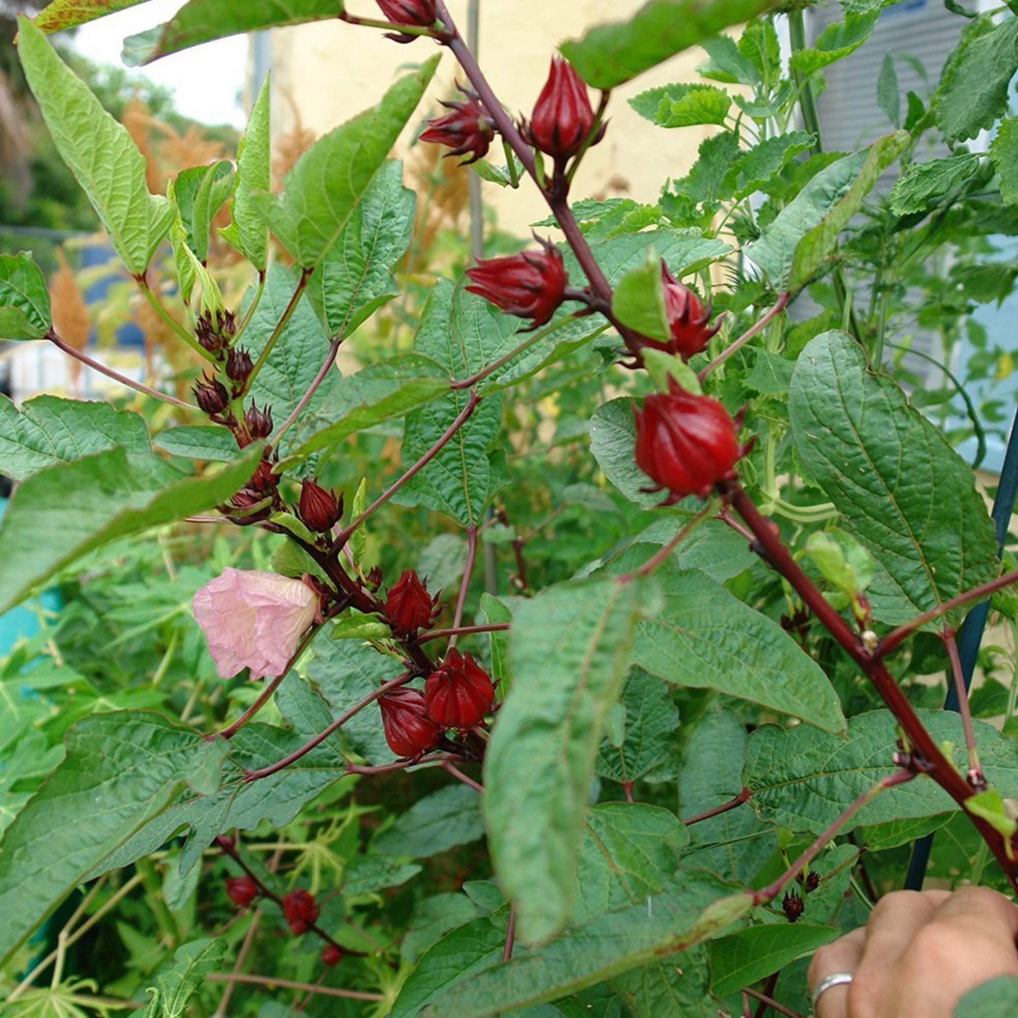 Palm Beach Medicinal Herbs tropical hibiscus plants for Florida gardens