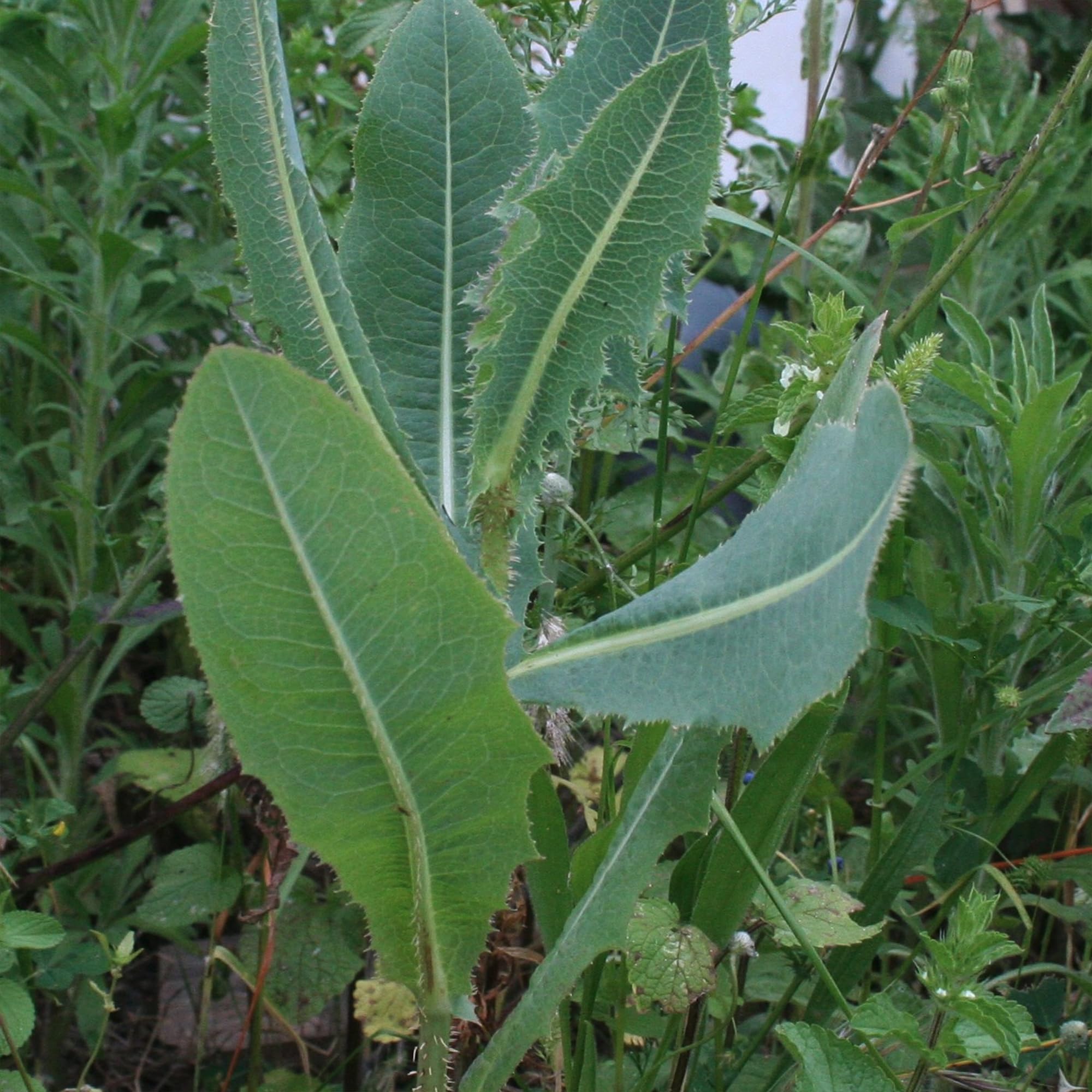 Palm Beach Medicinal Herbs seeds suitable across USDA zones 4–9 for resilient home gardening.