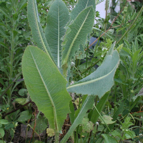 Palm Beach Medicinal Herbs seeds suitable across USDA zones 4–9 for resilient home gardening.