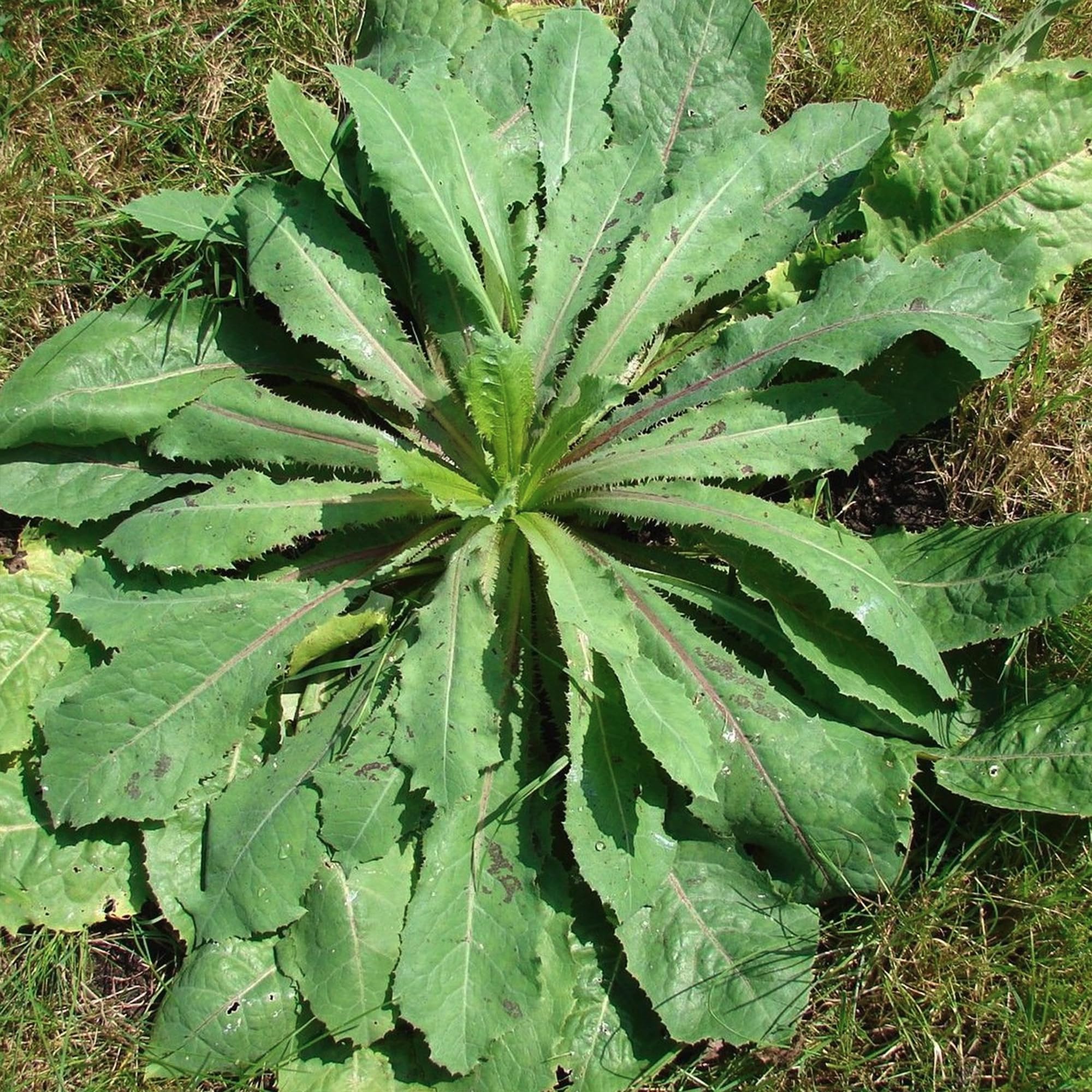 Palm Beach Medicinal Herbs wild lettuce seeds closeup showcasing easy-to-follow cultivation guidance.