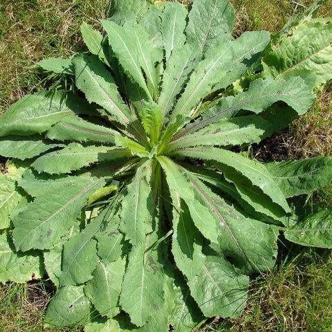 Palm Beach Medicinal Herbs wild lettuce seeds closeup showcasing easy-to-follow cultivation guidance.