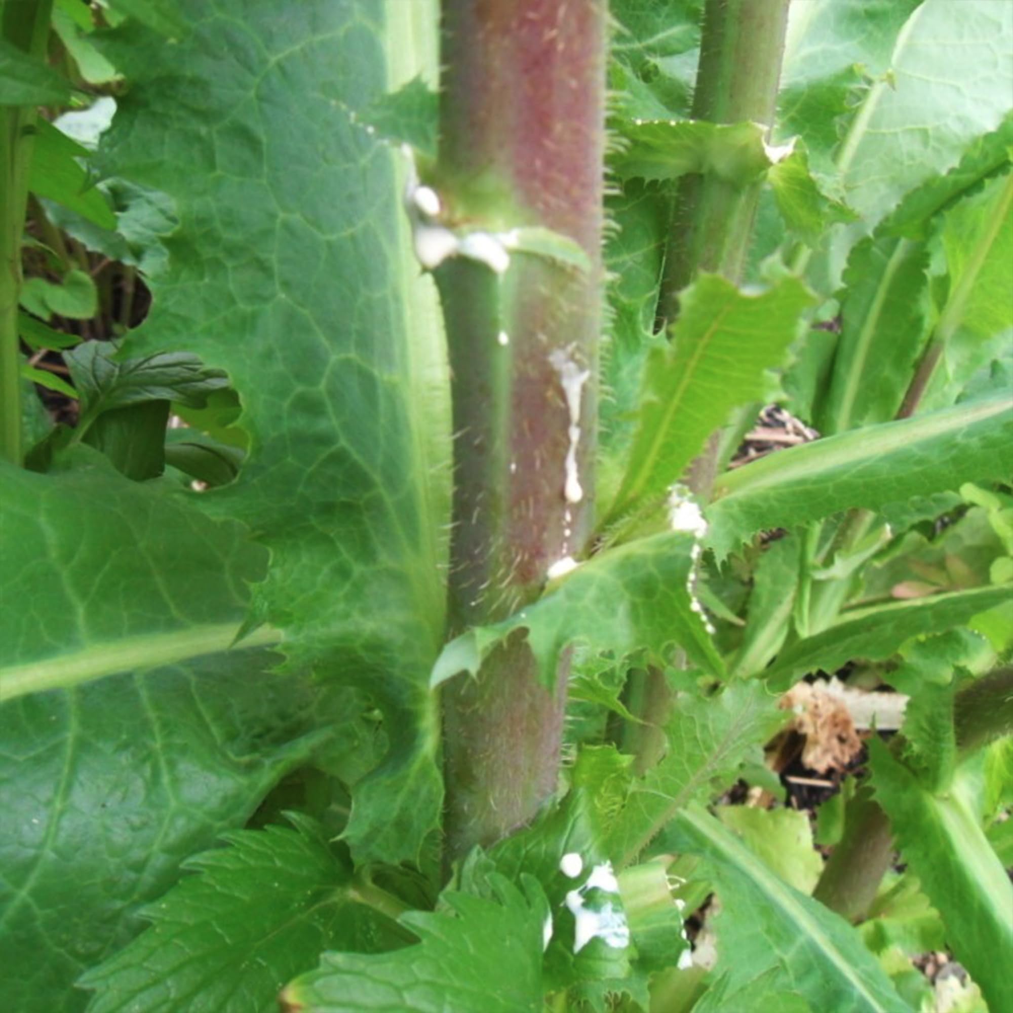 Palm Beach Medicinal Herbs Wild Lettuce seeds pack for a thriving home herb garden.