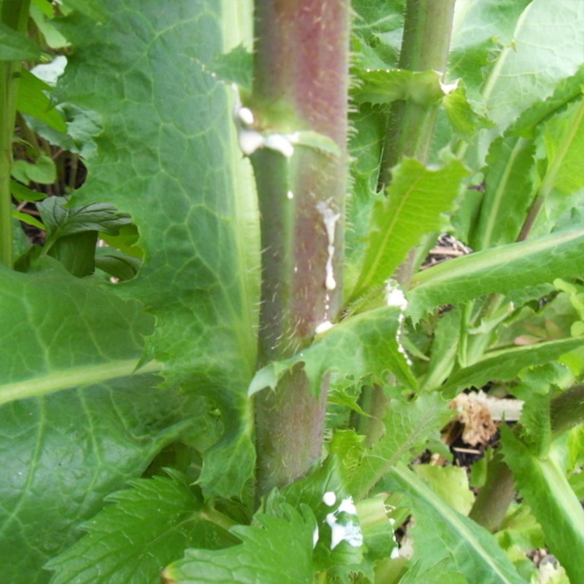 Palm Beach Medicinal Herbs Wild Lettuce seeds pack for a thriving home herb garden.
