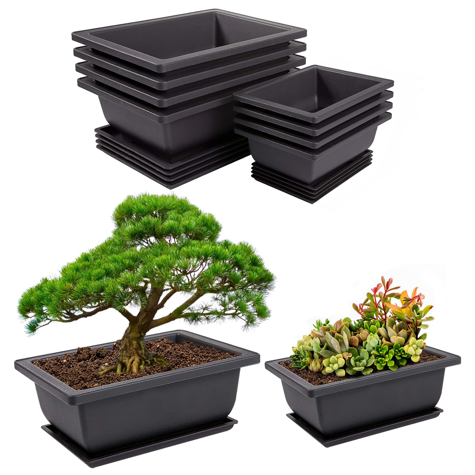 Pamase 6.5-inch bonsai pot with humidity tray for beginner training.