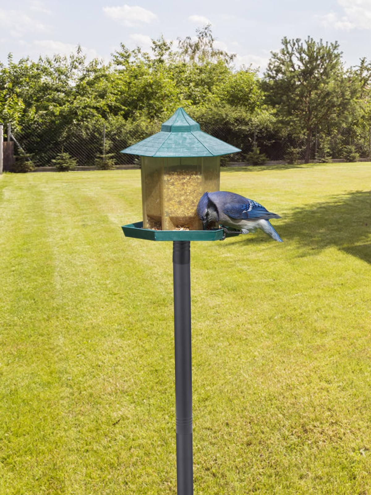PAMASE bluebird hummingbird feeding station attracts visitors