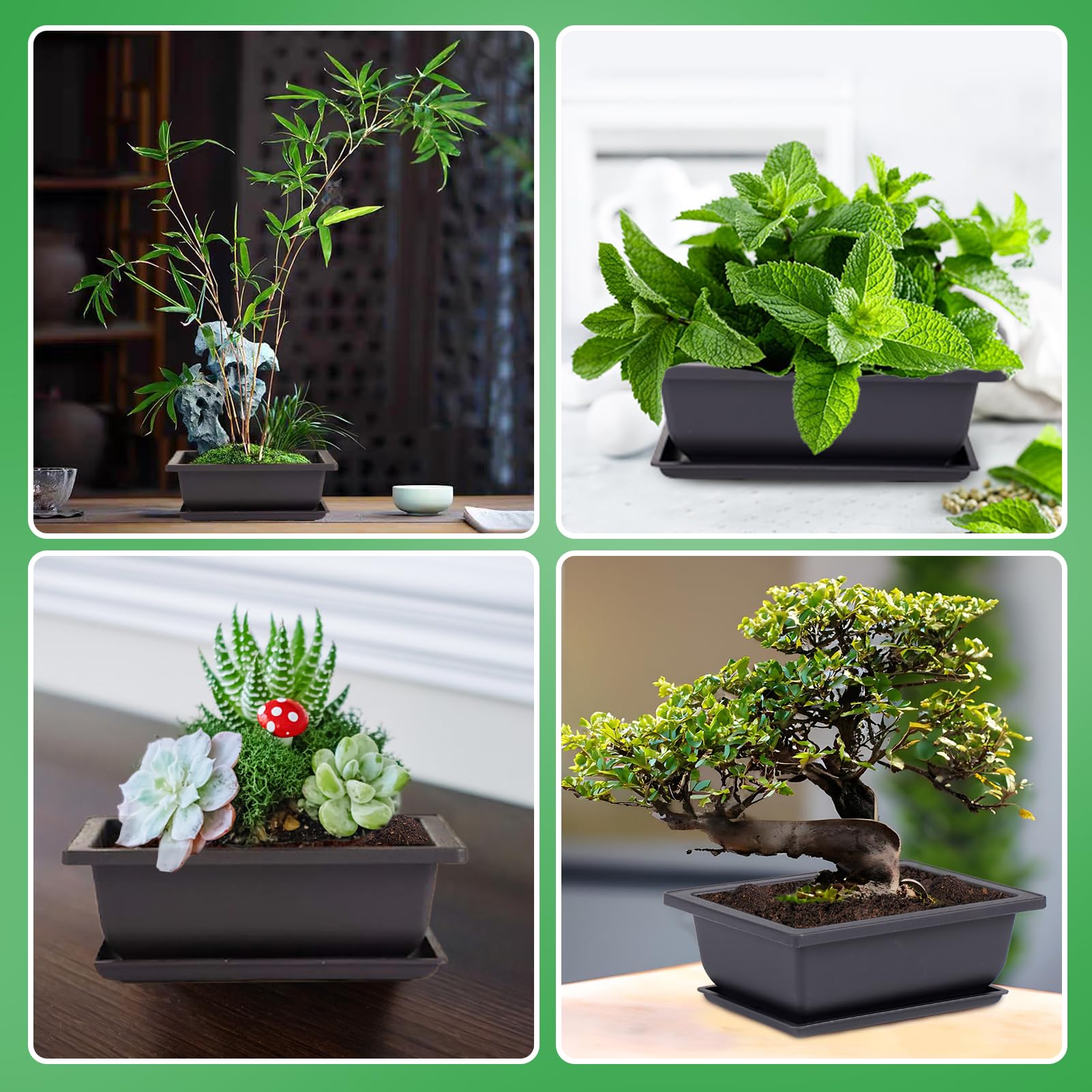 Pamase indoor bonsai display suitable for windowsills and desks.