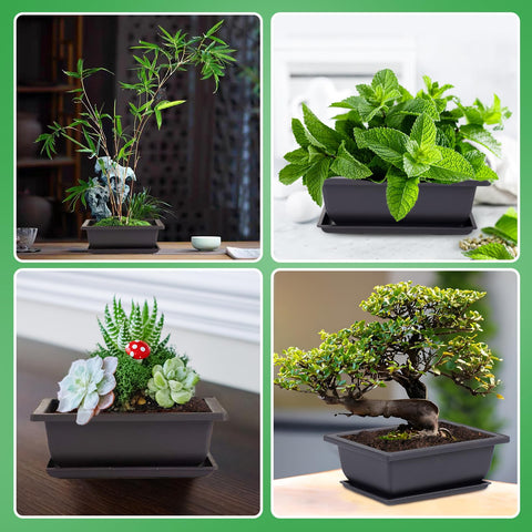 Pamase indoor bonsai display suitable for windowsills and desks.