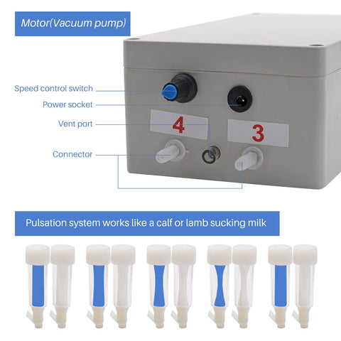 Pamunula milking teat cups set for smooth attachment and milking.
