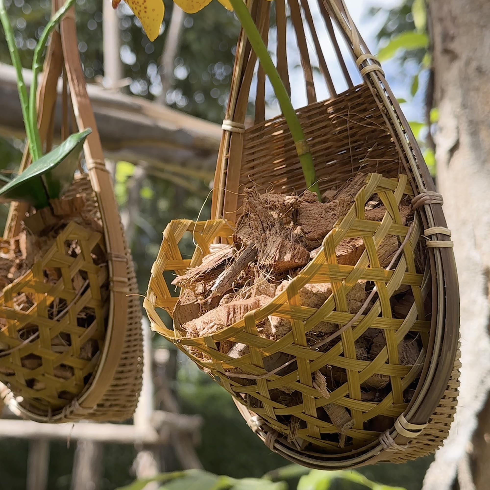 Compact PANWA 4-inch basket suitable for small orchids and cuttings
