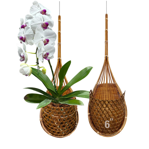 PANWA Super Sanctuary 6-inch bamboo basket hanging for orchids.