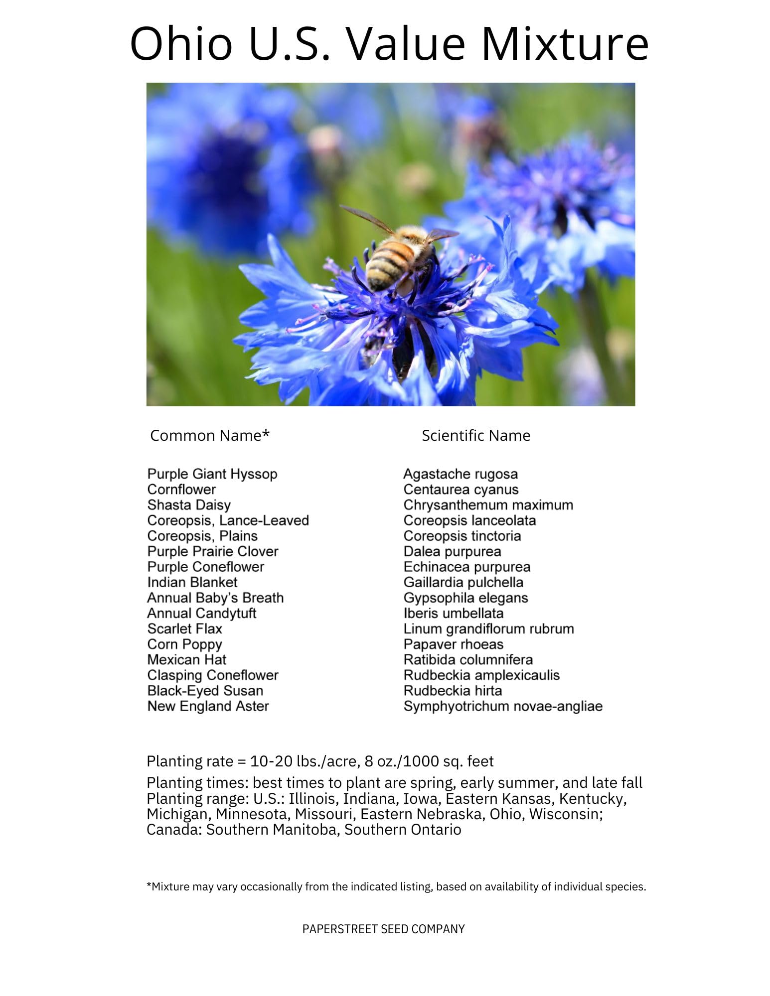 Paper Street Perennials colorful-blooms display vibrant mixed-color flowers