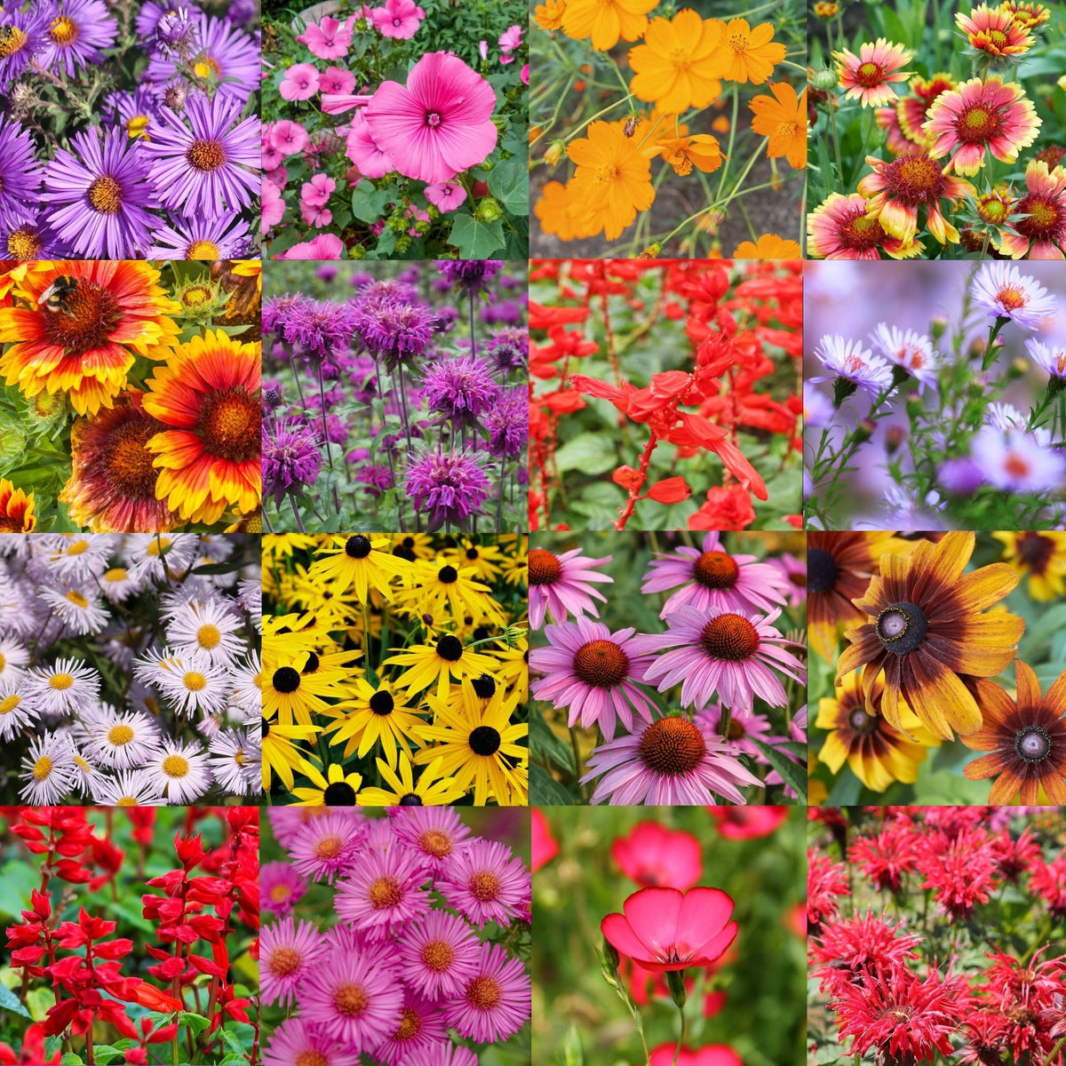 Paper Street Perennials Northeast wildflower seed mix showcases vibrant multi-color blooms.