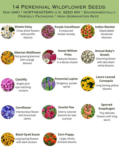 Paper Street Perennials Northeast mix attracts pollinators with nectar-rich blooms.