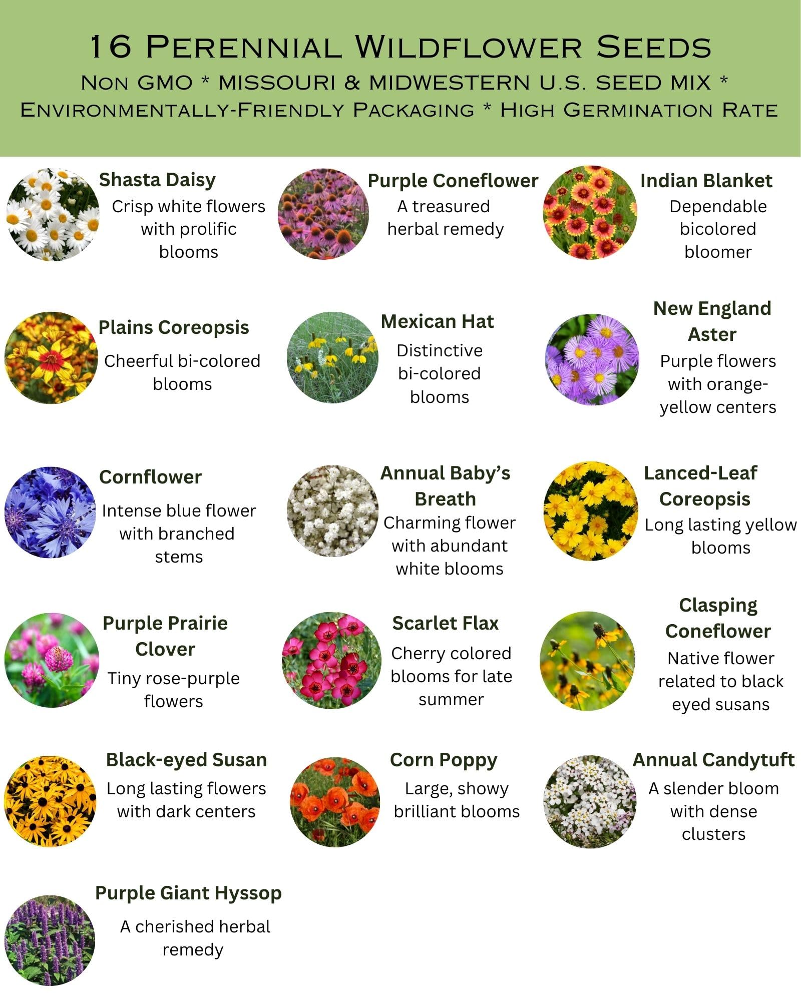 Paper Street Perennials wildflower bloom colors closeup showing vibrant petals.
