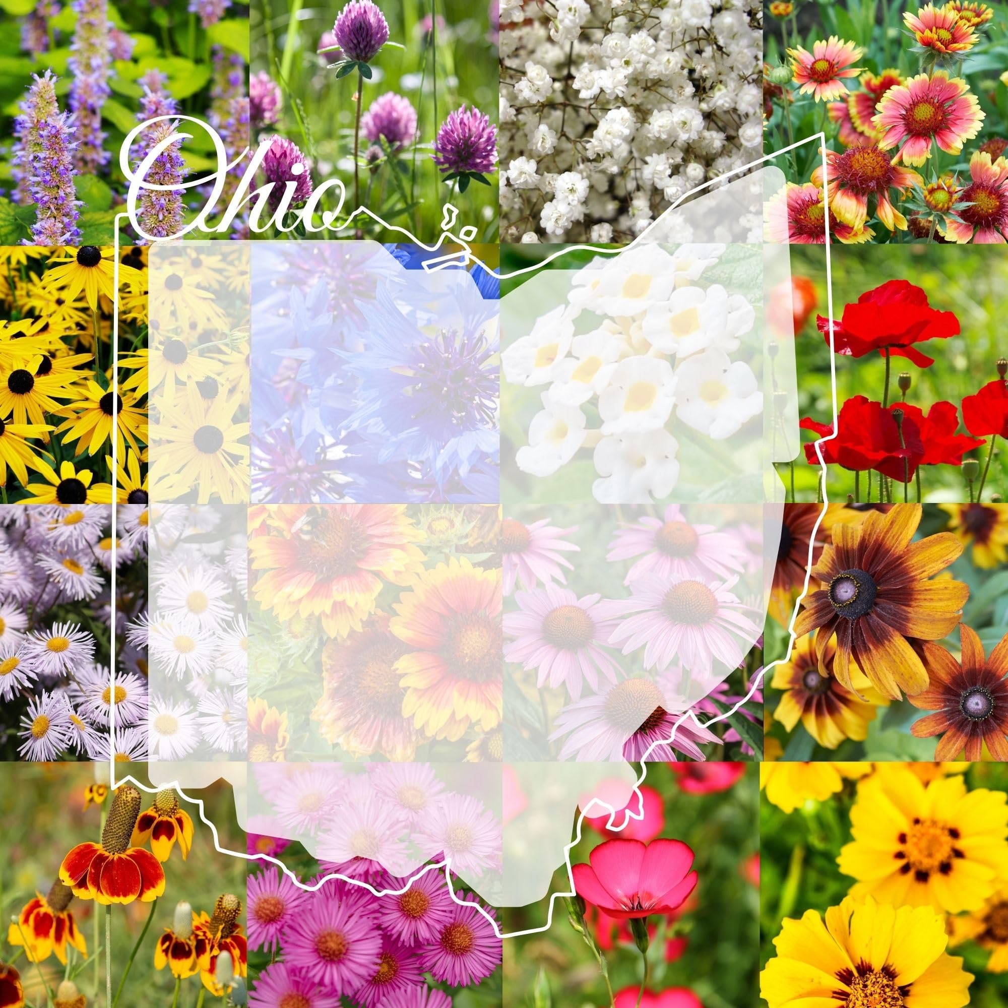 Paper Street Perennials seed-mix-1lb-package ready for easy planting