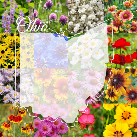 Paper Street Perennials seed-mix-1lb-package ready for easy planting