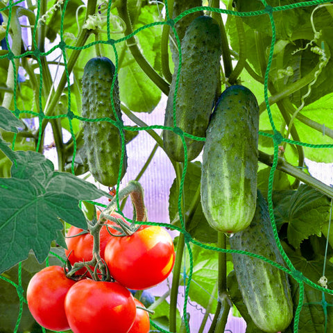 Paradi Star 6.5x10ft plant trellis netting provides sturdy support for heavy crops