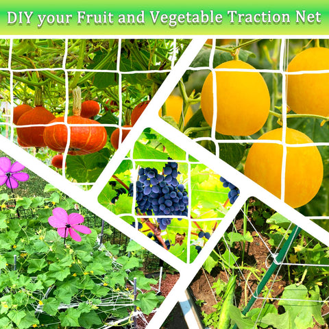Paradi Star plant-support netting helps plants climb upward healthily.