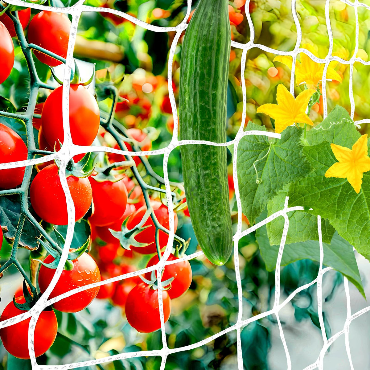 Paradi Star trellis netting 6x15ft provides sturdy plant support for climbing vegetables.