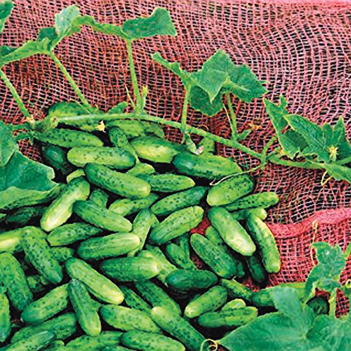 Park Seed Alibi cucumber vines grow compact for container gardening.