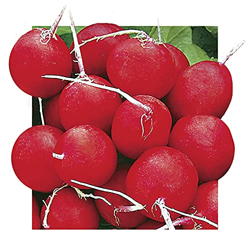 Park Seed Annabel radish seed tape on soil enables quick, neat sowing in small spaces.