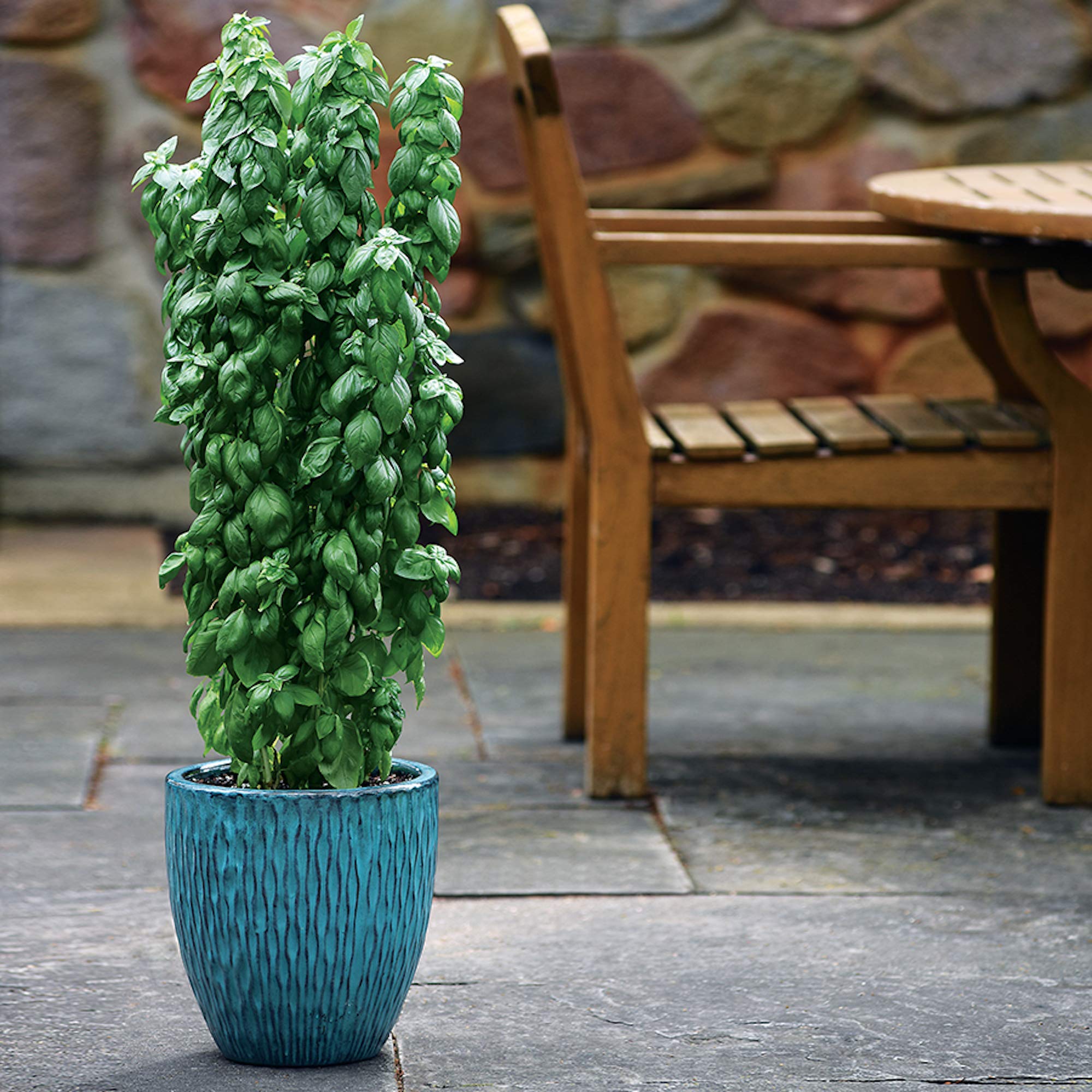 Park Seed Basil Everleaf Emerald Towers plant in container – tall, tidy herb with a big harvest