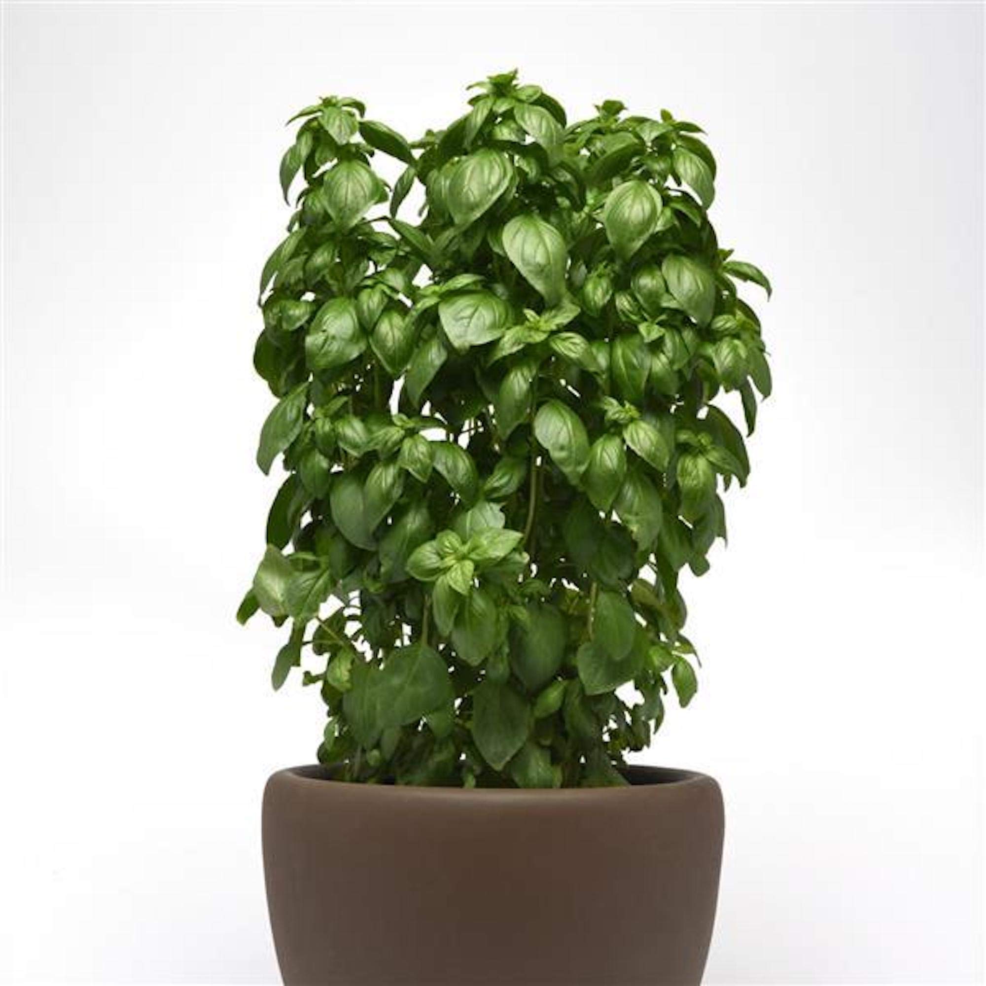 Park Seed Basil Everleaf Emerald Towers seeds pack 50 – easy to grow for fresh herbs
