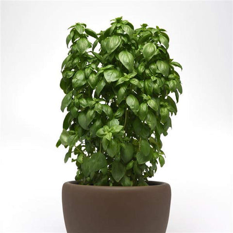 Park Seed Basil Everleaf Emerald Towers seeds pack 50 – easy to grow for fresh herbs
