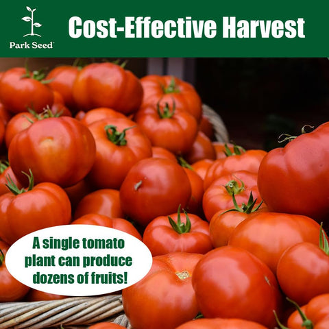 Park Seed Better Boy tomato leaves display disease resistance for healthy plants