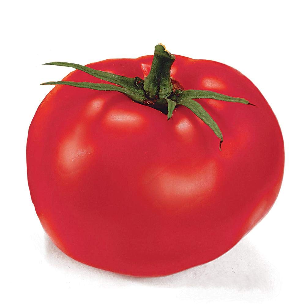 Park Seed Better Boy tomato fruits ripening on vines for slicing and preserving