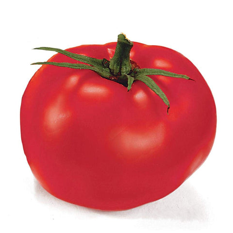 Park Seed Better Boy tomato fruits ripening on vines for slicing and preserving
