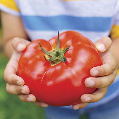 Park Seed Big Beef tomato on vine shows large fruit ideal for slicing