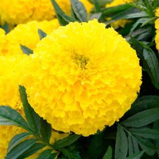 Park Seed Big Duck Yellow marigold bloom close-up; vivid 4-inch petals ideal for cut arrangements.