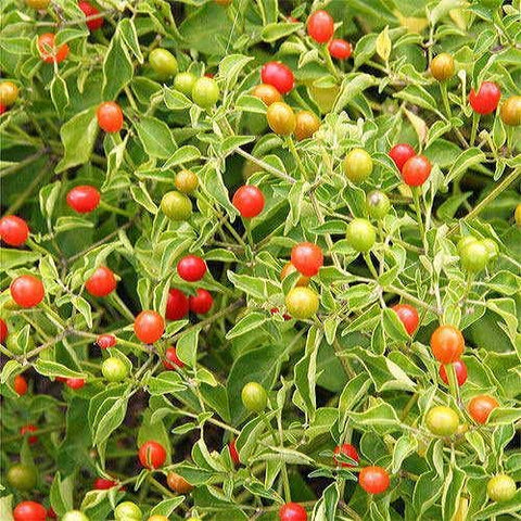 Park Seed Tepin Bird Pepper seeds for ornamental pots and spicy culinary use.