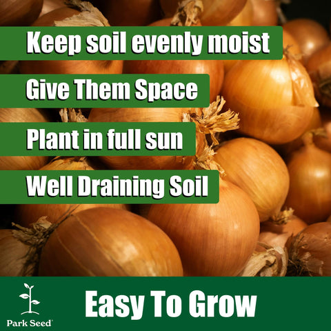 Park Seed Candy onion harvest bulbs image; bulbs ready for curing and storage.