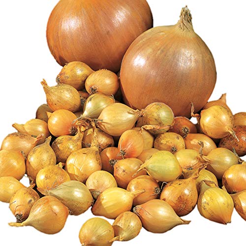 Park Seed Candy onion seed pack; seeds ready for planning and spring planting.