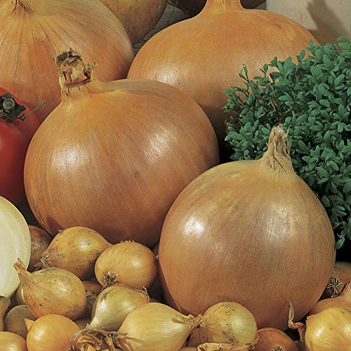 Park Seed Candy onion seedling indoors image; ideal indoors start for robust early growth.
