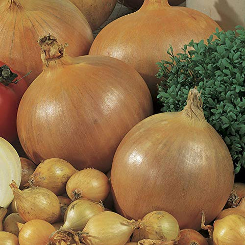 Park Seed Candy onion seedling indoors image; ideal indoors start for robust early growth.