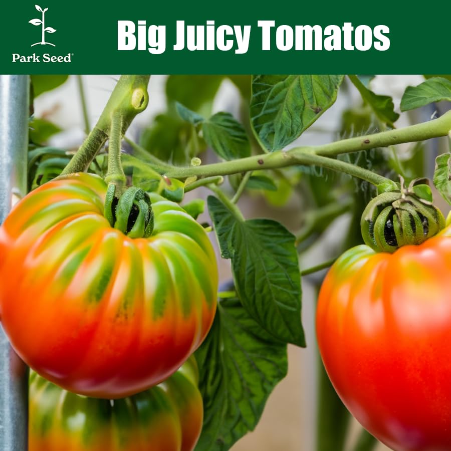 Park Seed Celebrity Plus tomatoes provide rich flavors for salads and sauces.